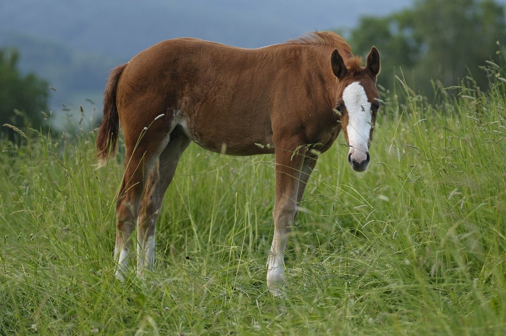 Smartest Magician x Blue Duck Daisy, 2019 Filly